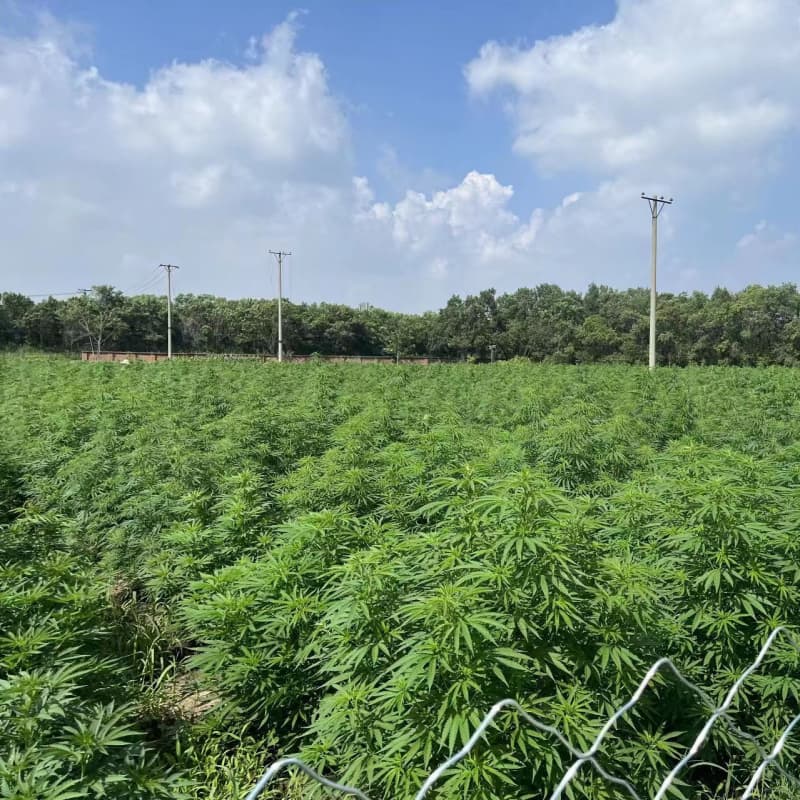 hemp hemp